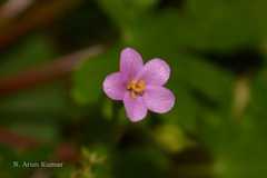 Geranium lucidum